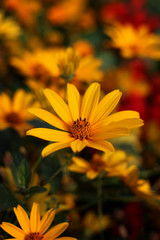 Yellow flower