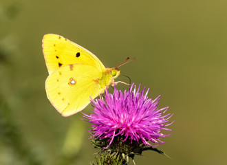 Golden Butterfly. Colias Hyale. Yellow Butterfly with golden eight. Macro with very shallow depth of field