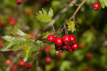 Sprig of red hawthorn berries