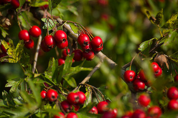 Sprig of red hawthorn berries
