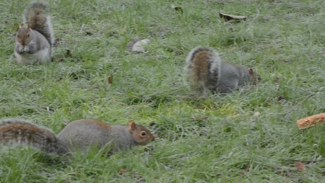 'Daring squirrel'  One of several squirrels finally takes a breakfast bar