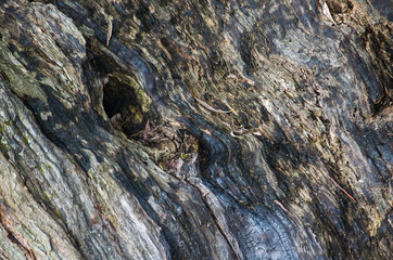 Background tree bark