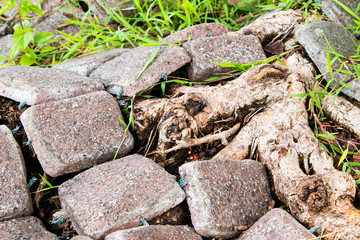Brick worm or Bricklaying worm on the walkway, Shooting angle in