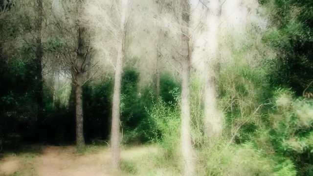 Long timelapse of a run in the woods, ending near a lake. Flashback style.
