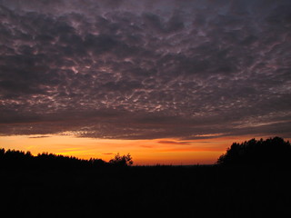 Fototapeta premium Sunset on the background of the forest