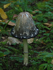 Fototapeta premium Autumn mushrooms, MOSS.