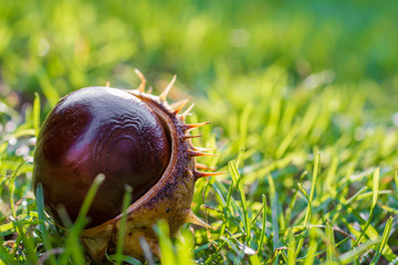 Kastanie liegt im Sonnenschein auf einer Wiese