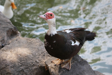 Benekli Ördek