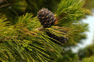 cedar pine cones on a branch. Photo toned
