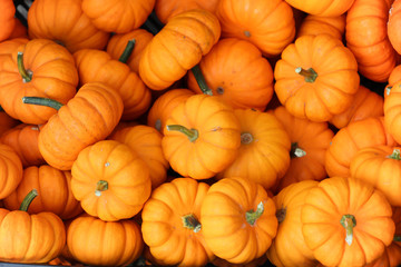 many miniature vibrant orange pumpkins in a pile