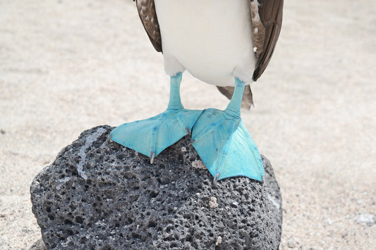 Feets of a blue-footed booby