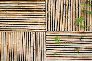 bamboo wall texture with vines background
