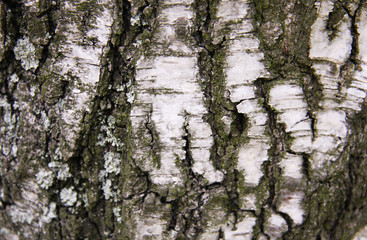 Birch tree bark closeup 2