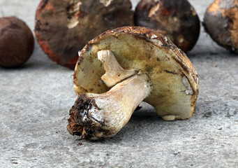 Boletus edulis mushroom ,just harvested