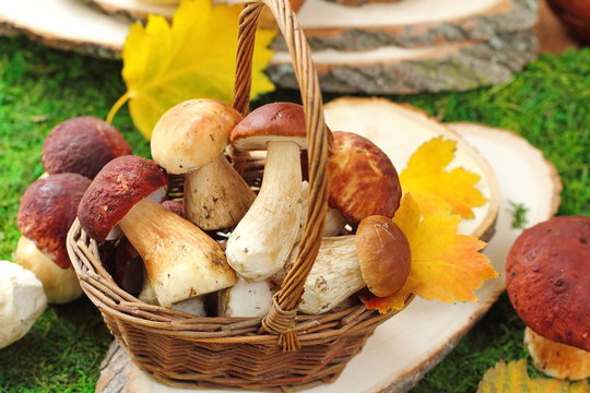 Mushrooms in the basket