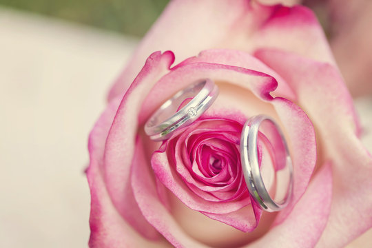 Wedding rings with beautiful rose blossom company