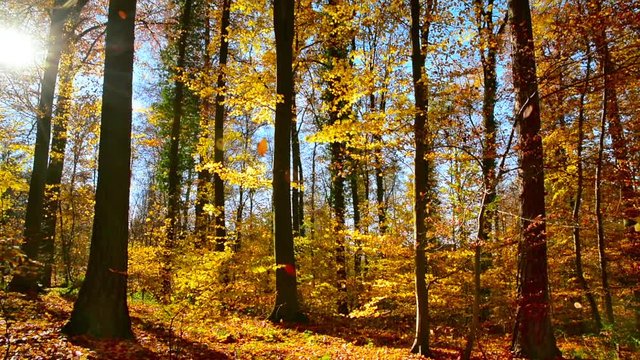 Wald mit Sonne, blauem Himmel und fallenden Blättern im Herbst
