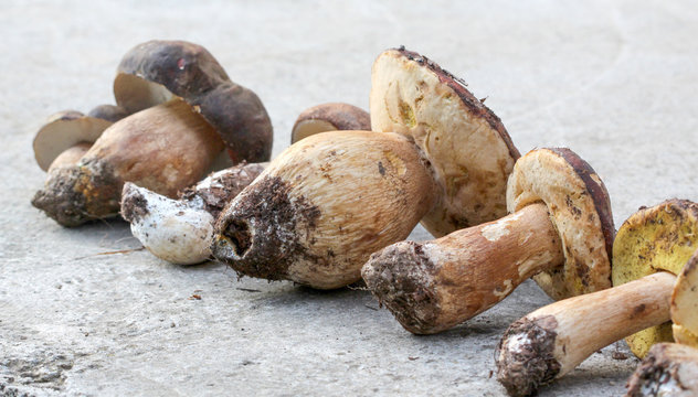 Boletus edulis mushroom ,just harvested