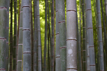 Bamboo