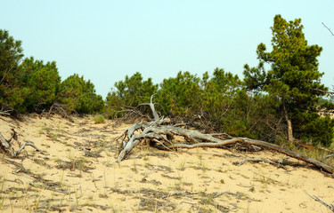 dwarf cedar in the sandy dunes on the shore of Lake Baikal. the sky is the smoke from fires in the taiga. Photo toned