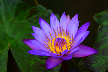 Purple lotus