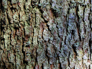 Tree bark texture wallpaper