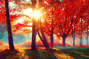Obrazy na Szkle  Jesień. Spadek sceny natury. Piękny jesienny park