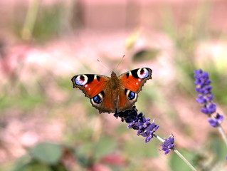 #Pfauenauge auf Lavendel