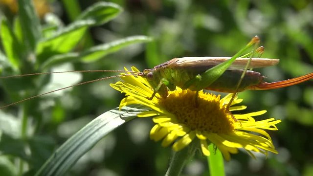 Sauterelle sur fleur jaune.