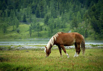 Obraz premium Horse in Altai Mountains, Russian Federation