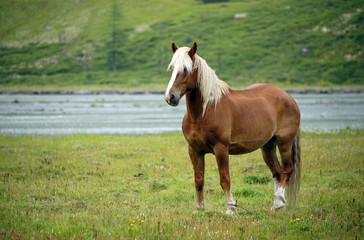 Obraz na płótnie Canvas Horse in Altai Mountains, Russian Federation