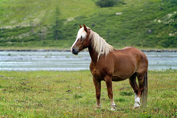 Naklejka na ściany i meble Horse in Altai Mountains, Russian Federation