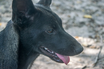 Portrait of a Black thai dog