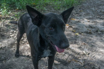 Portrait of a Black thai dog
