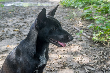 Portrait of a Black thai dog