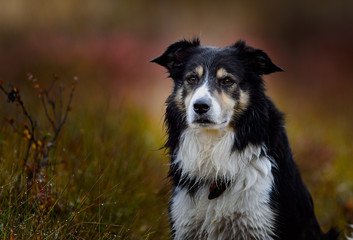 Border collie