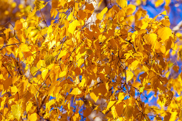 Bright yellow autumn background