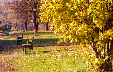 Bench in autumn park with gold leaves around