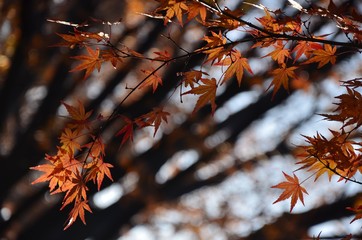 Autumn leaves