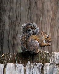 Squirrel Wood Fence Eating Nut Backed By an Imaginary Painted Forest, Portrait