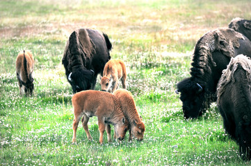 Baby Buffalo