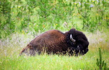 Bison in Field