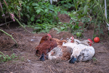 in countryside group of young chickens have rest in warm greenhouse near ripening  tomatoes/closeup