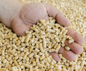 Male hand takes the wood pellets .Biofuels , an alternative fuel for the boiler. Wood pellets used as cat litter.