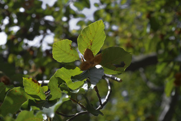 созревшие плоды дерева © valteru