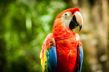 Close up of scarlet macaw parrot - obrazy, fototapety, plakaty