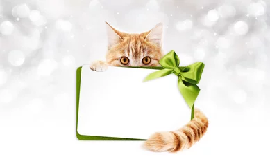 Fototapeten ginger cat with gift card and green ribbon bow © amedeoemaja