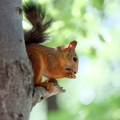 Red squirrel on tree