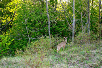 Deer at forest
