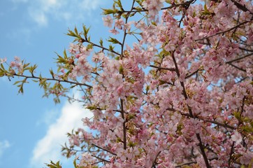 Cherry Blossoms